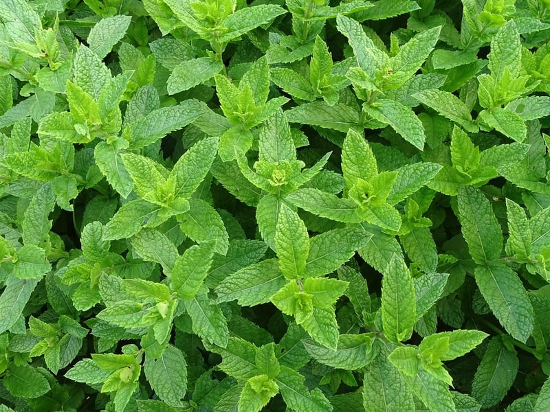 Peppermint Leaves